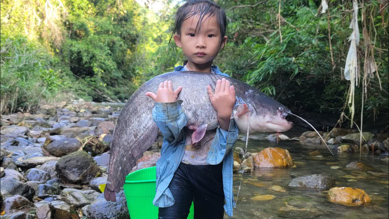 Meet giant catfish in a small stream. The girl uses her fishing skills ...