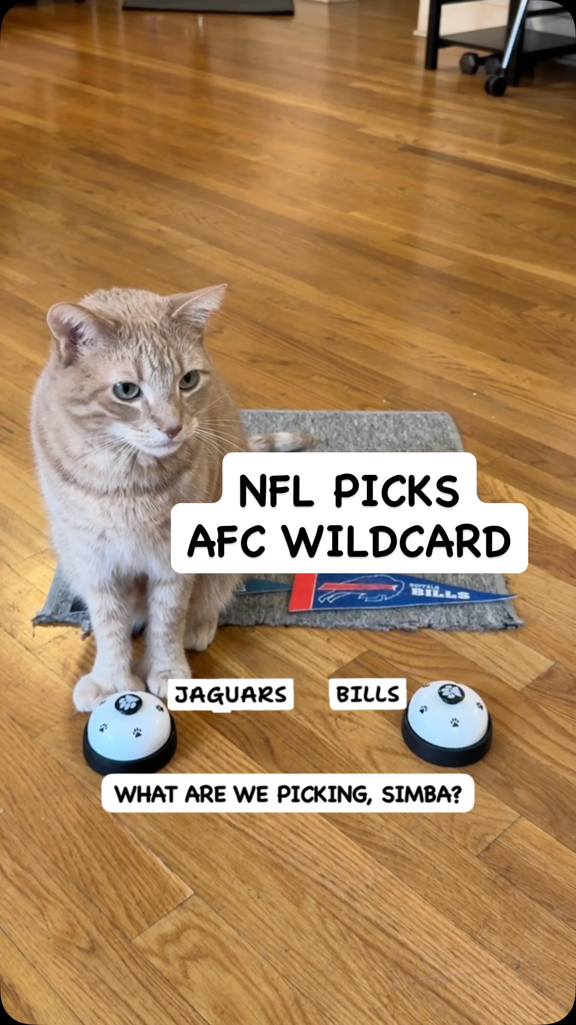 Here’s my AFC Wildcard Picks! #NFL #nflpicks #catpicks #sportscomedy # ...