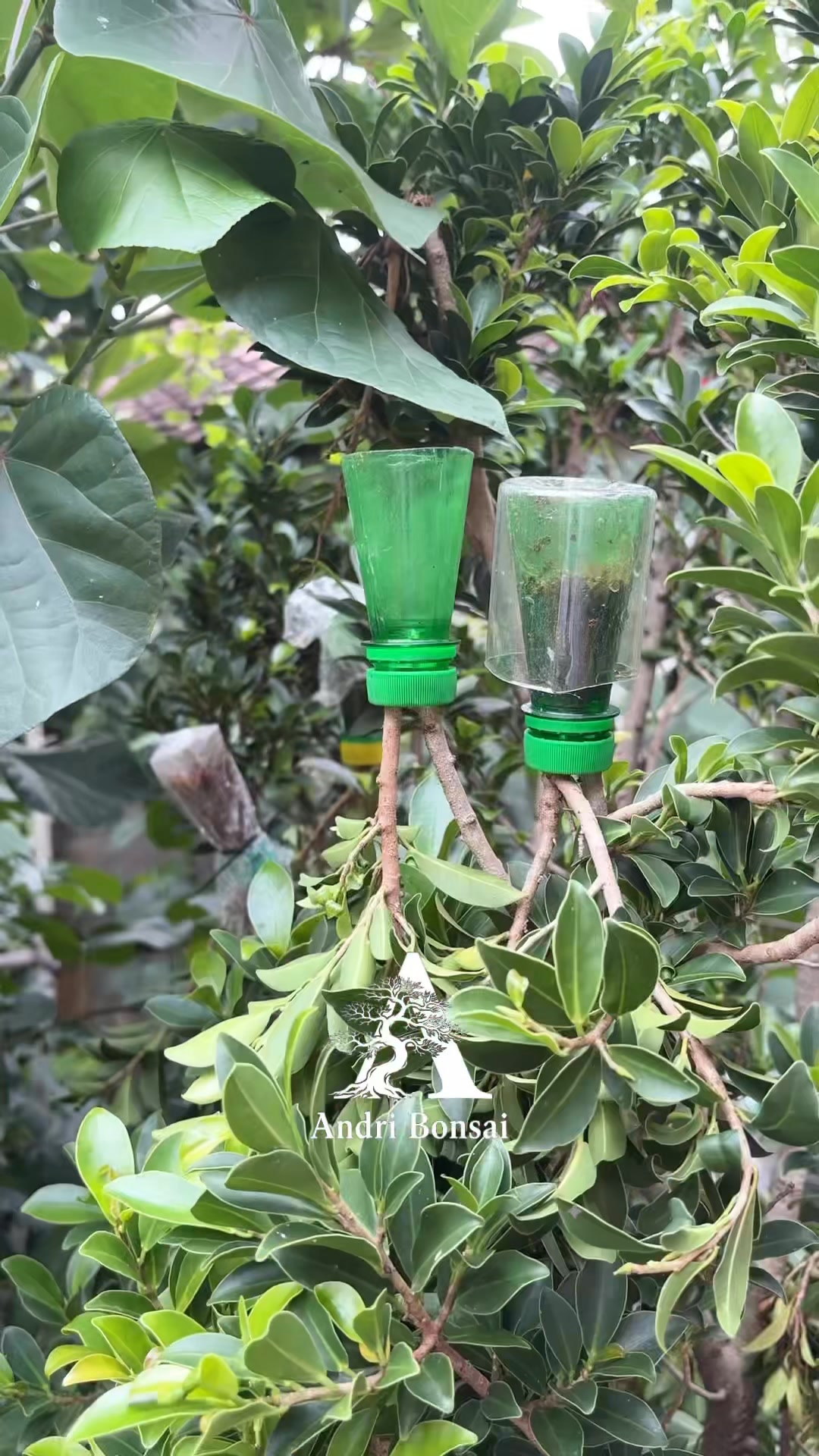 Trying Air Layering Technique with Used Plastic Bottles: Simple and ...