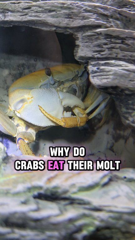 Why do crabs eat their molts? It seems gross, but they don't waste the ...