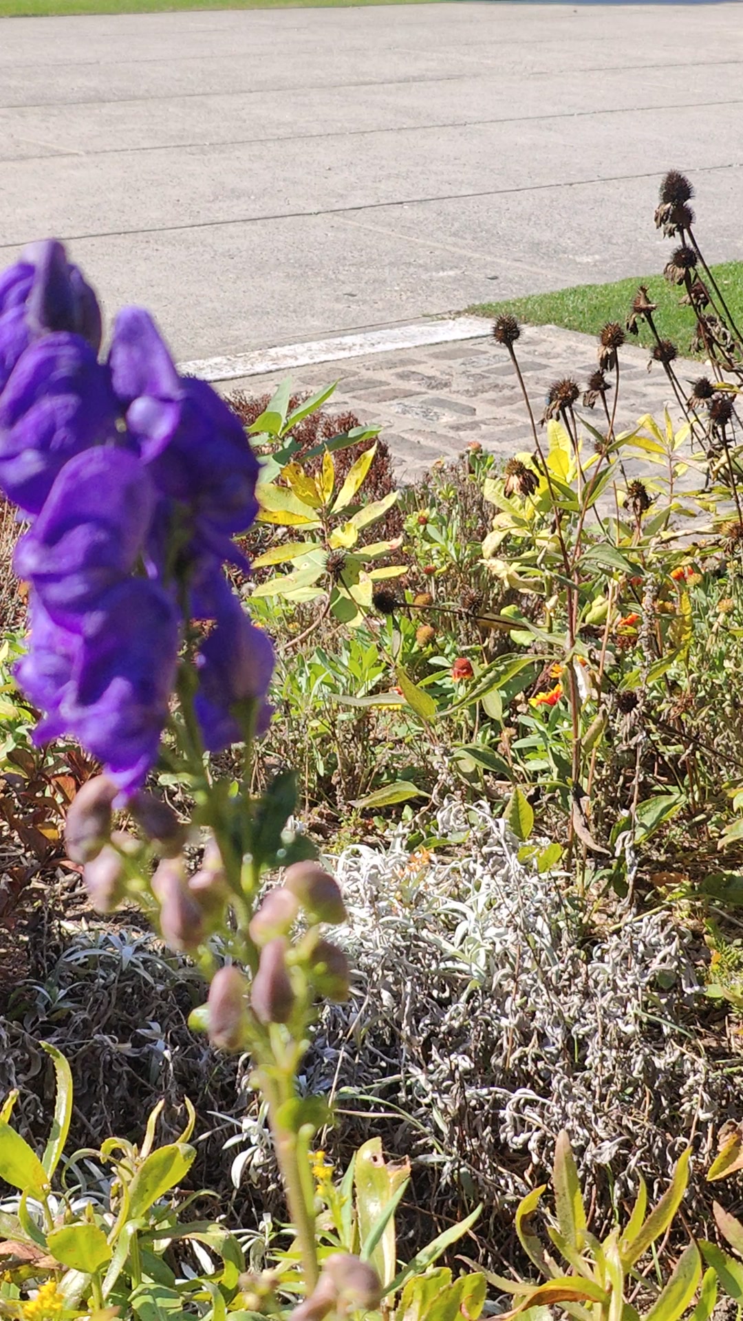 JUST flowers in toronto canada OCT 5/2025 #flower #flowers #flowerlover ...
