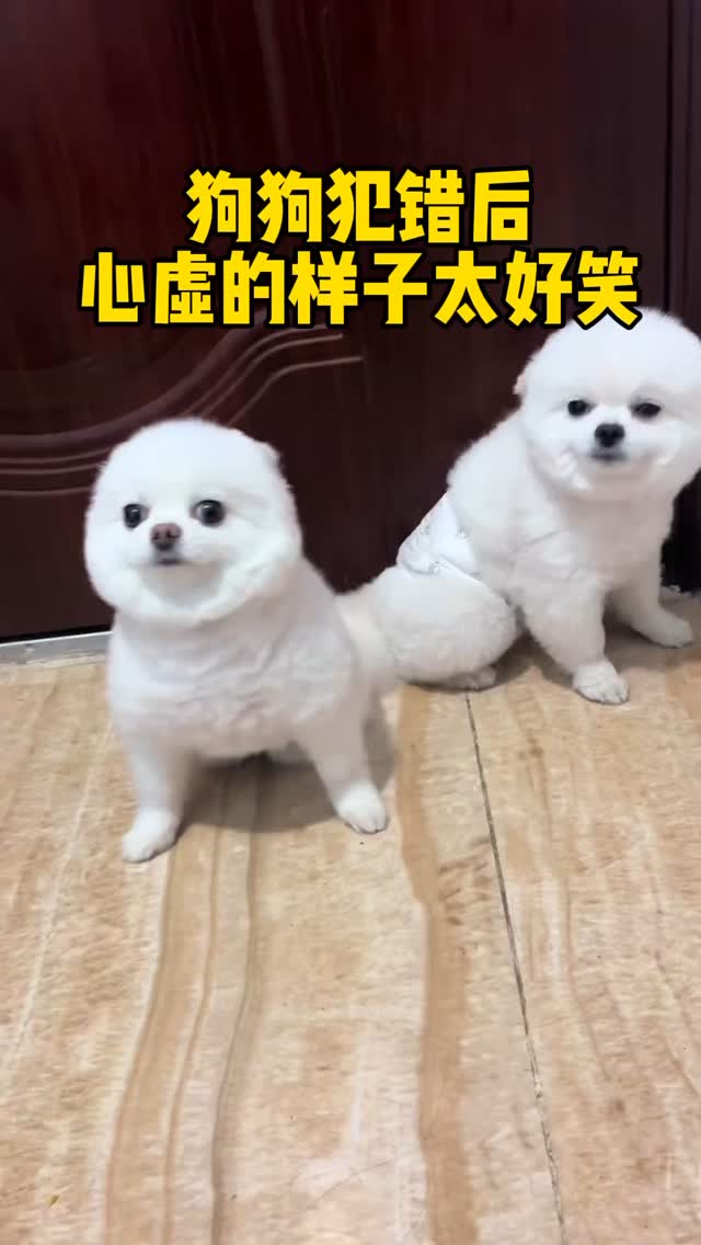 狗狗犯错后心虚的样子，是谁干的坏事一眼就看出来了！ | 秦火把 | Facebook