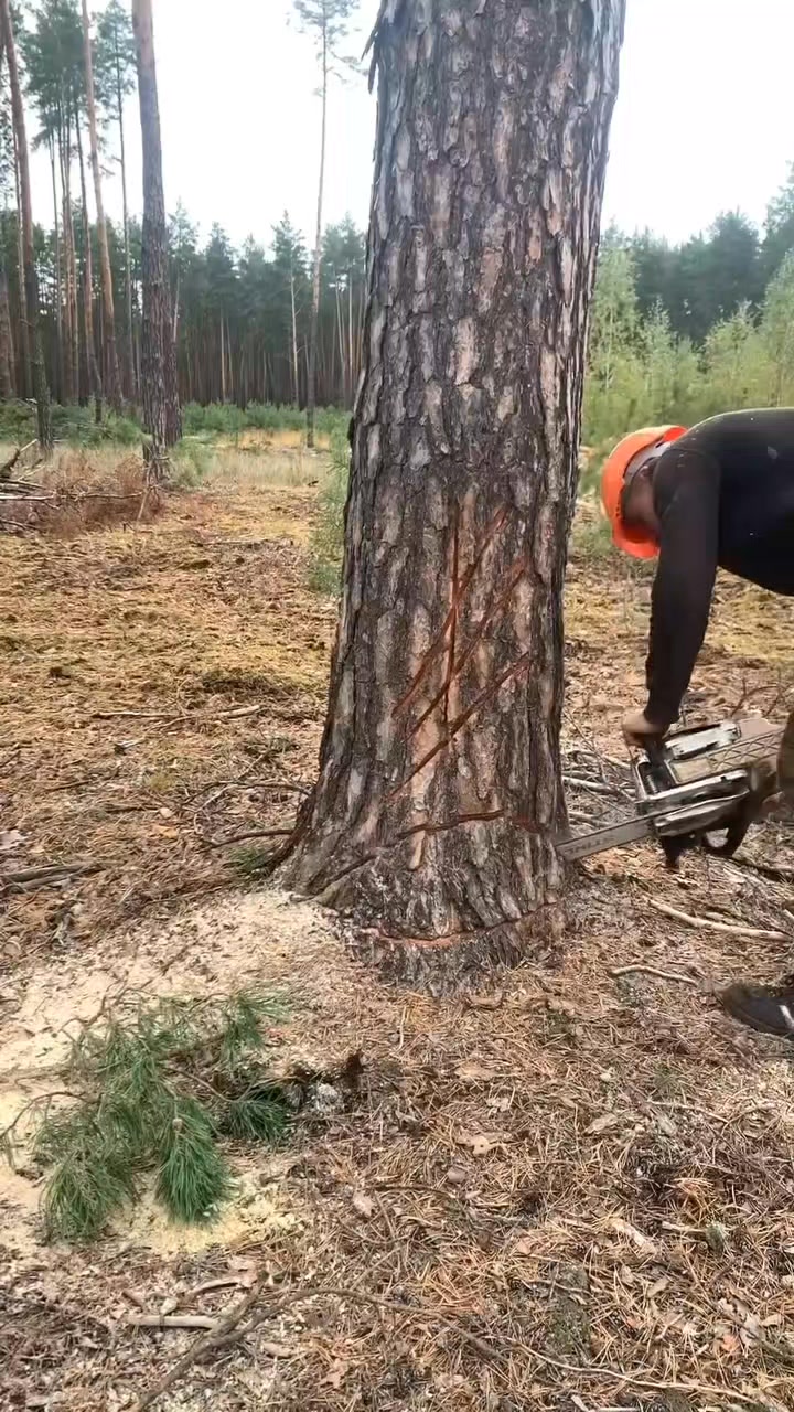Wood Working On The Tree And Woods #wood #working #woodworking #trees # ...