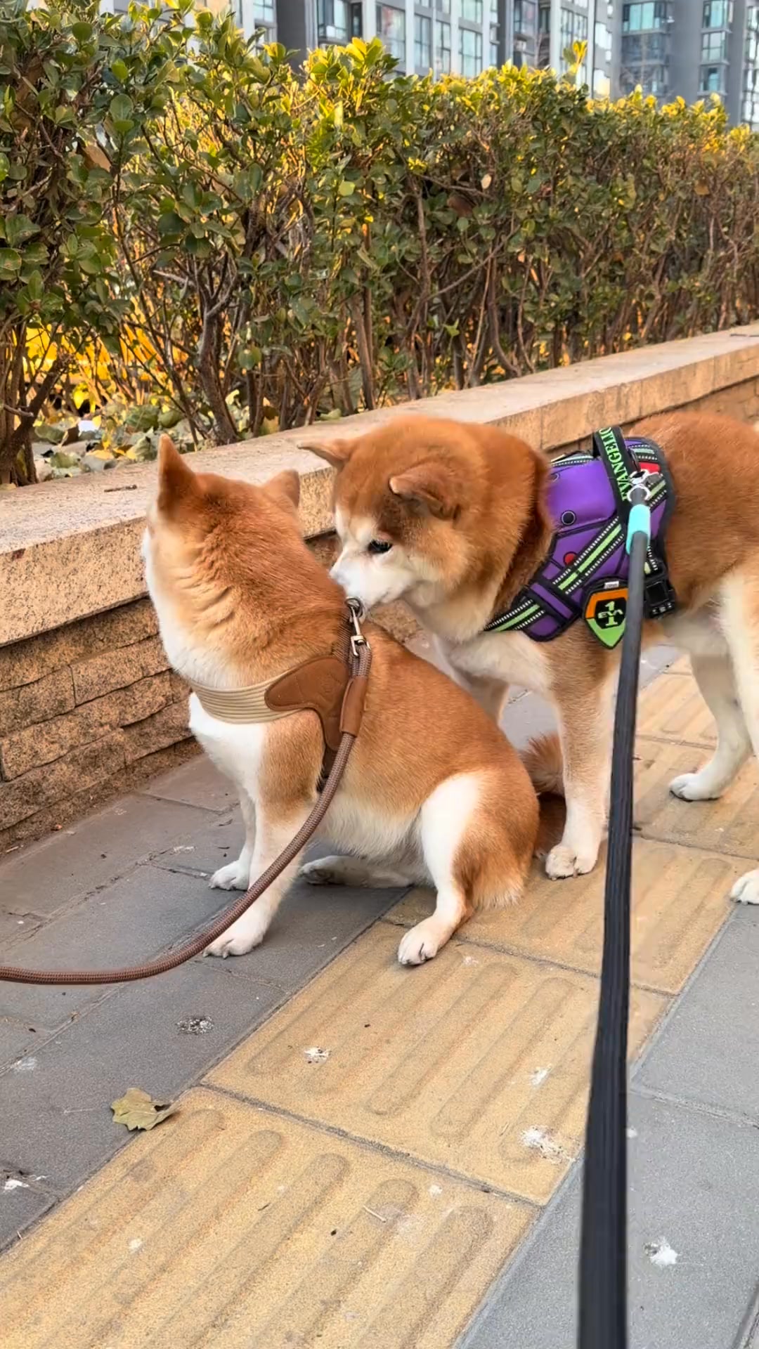 柴的嘴筒子是这样用的吗?按摩柴师傅🐕#柴犬 #柴柴日常 #毛孩子日常 #小狗贴贴 #宠物的日常 | 柴柴小八嘎 | Facebook