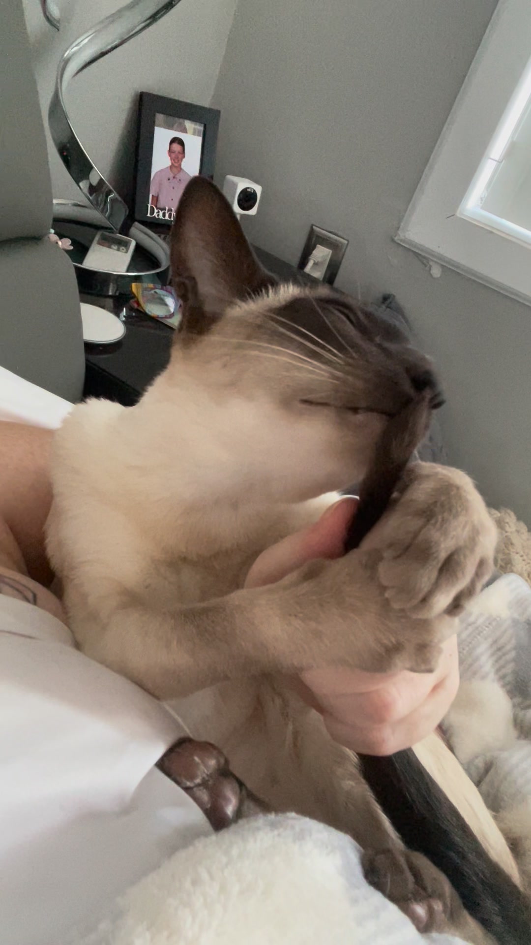 Tail cleaning is an importing part of grooming. Especially when meowmy ...
