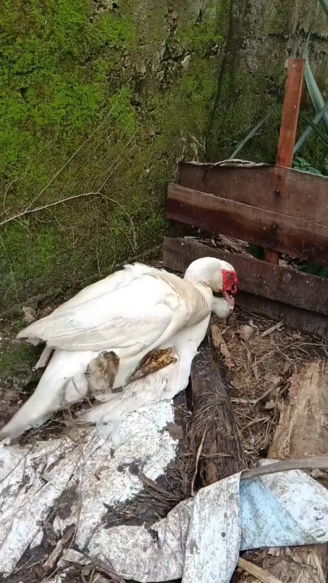 How to increase the fertility of Muscovy duck eggs #DuckLife #FarmVibes ... - Impact Of Cold On Duck Fertility