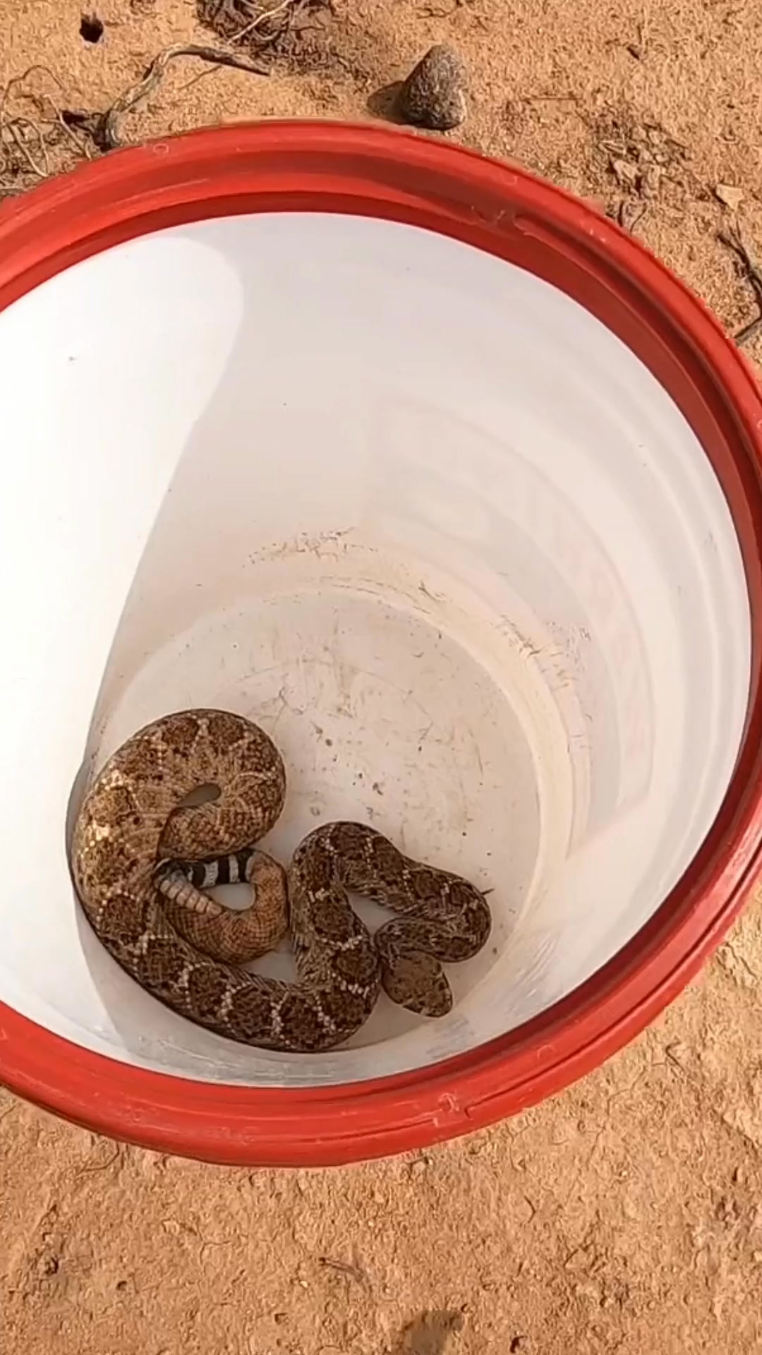 A quick release of a Western Diamondback Rattlesnake into a