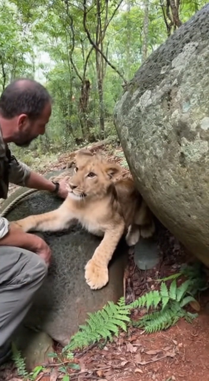 In the middle of the forest, a young lion gets stuck between two large ...