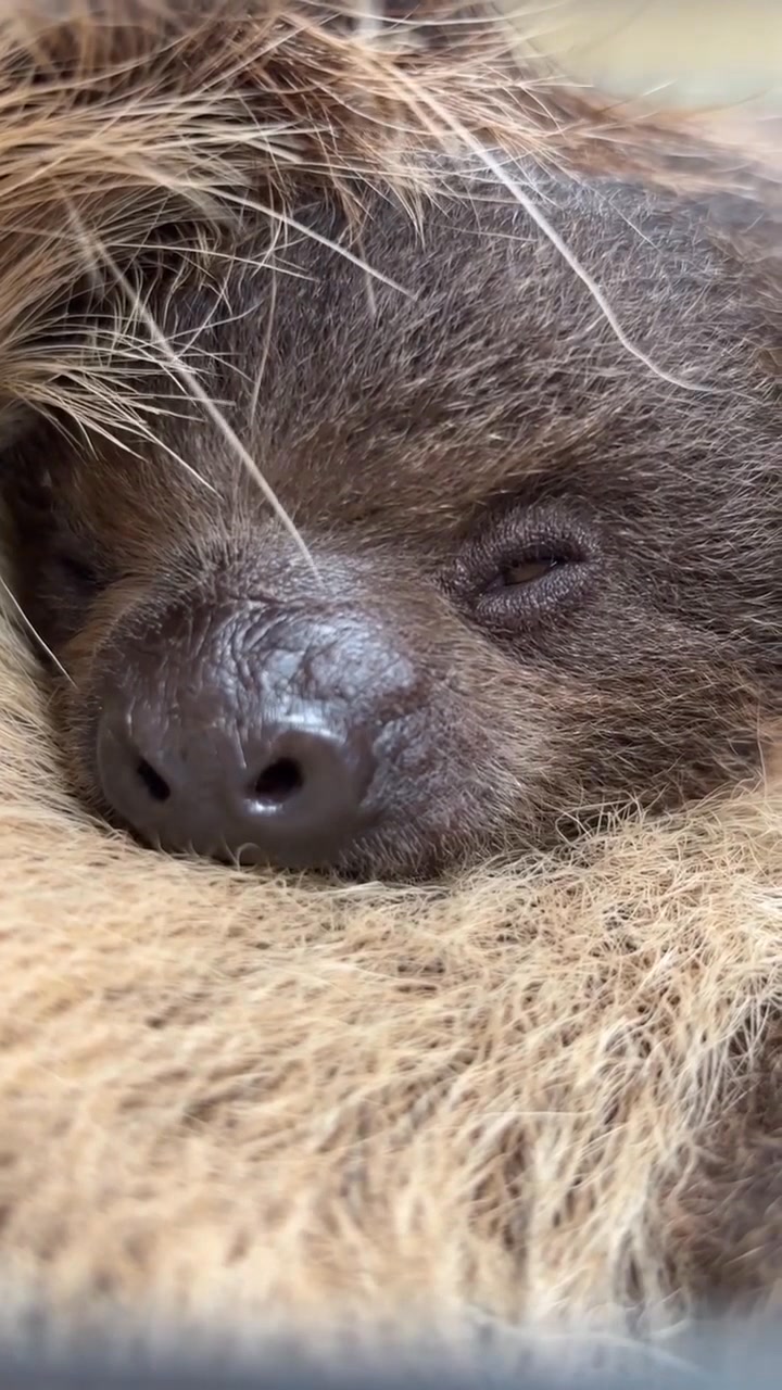 Baby sloth winking at you. Simply adorable. ️ ️ ️🦥 --- Sloth of The Day ...