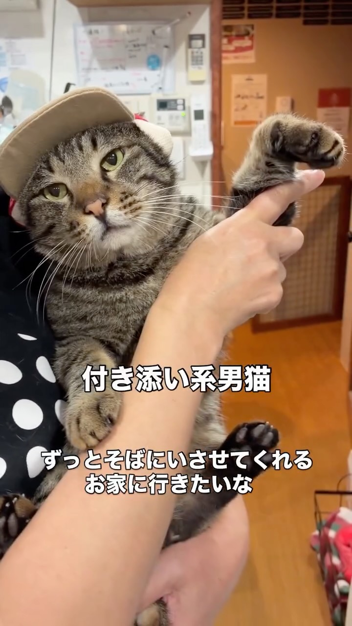 ねこ浴場 保護猫カフェ Neco Republic OSAKA shinsaibashi（ネコリ