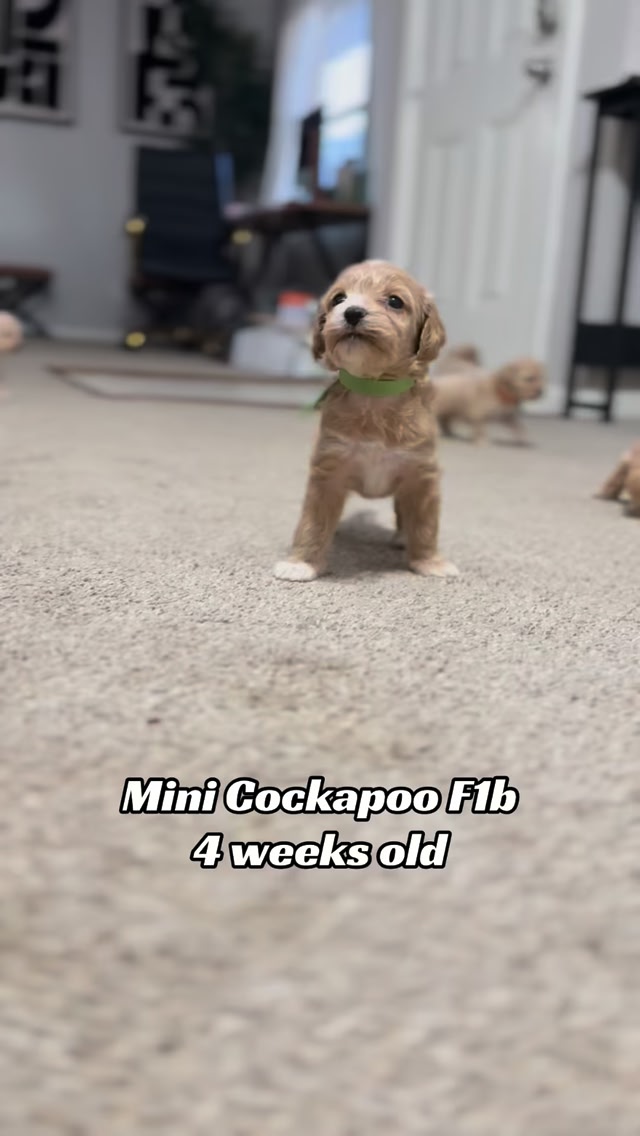 The puppies are moving a lot faster and are enjoying following me ...