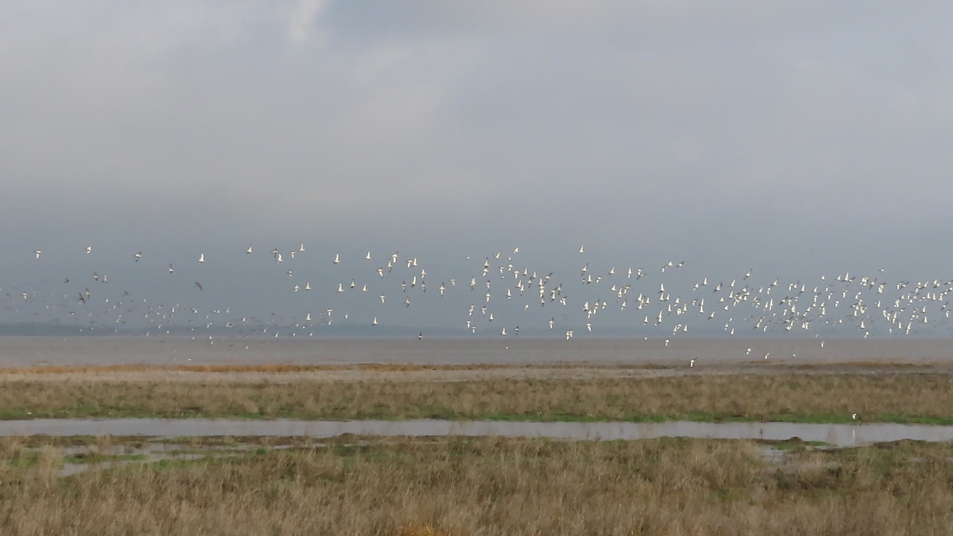 Mersey Estuary WeBS on Reels