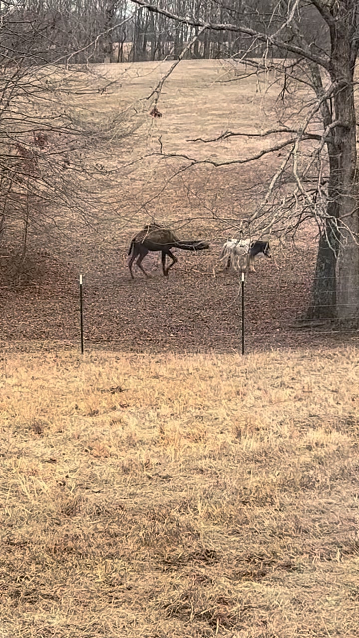 The things Kevin wonders🤣 | Clanton Ridge Farm | Facebook