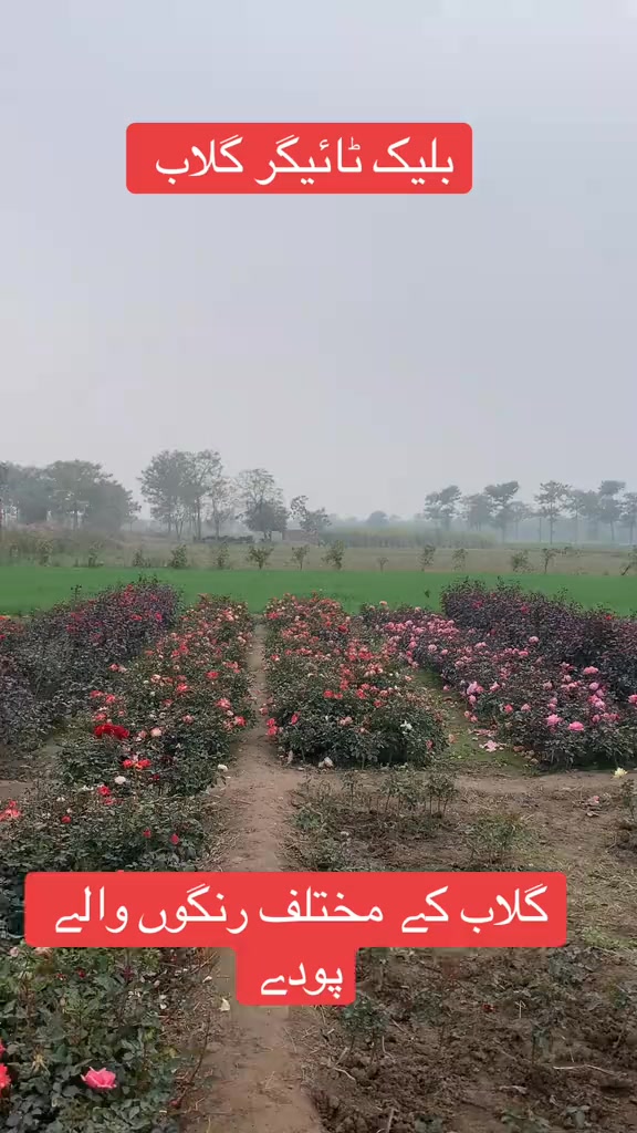 کیا آپ کو بھی گلاب کے پودے چاہیے تو ابھی رابطہ کریں 03156400554 پر اور ...