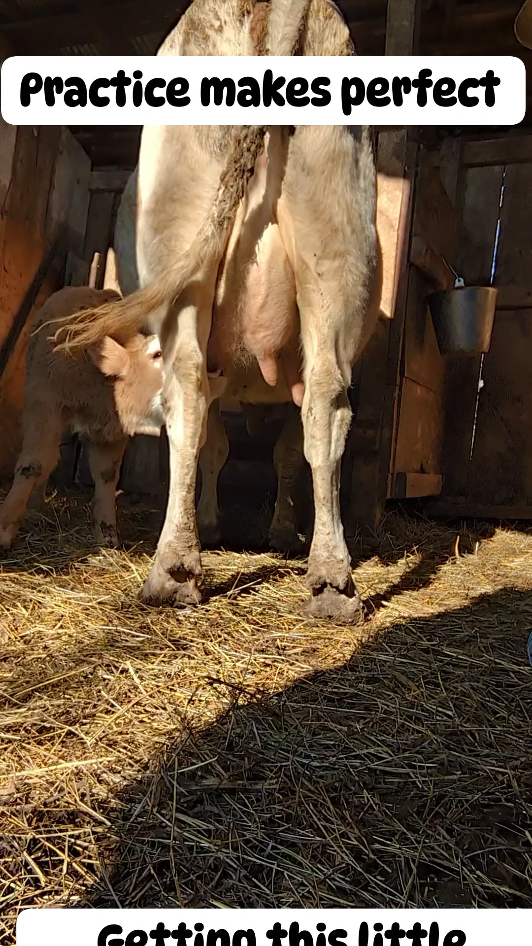Getting this cow use to milking and calf nursing at the same time ...