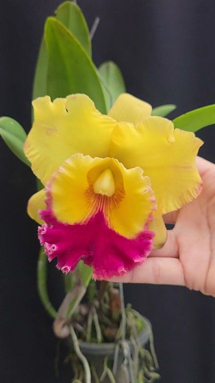 Rlc. Williette Wong 'The Best' A hybrid of Blc. Tassie Barbero x