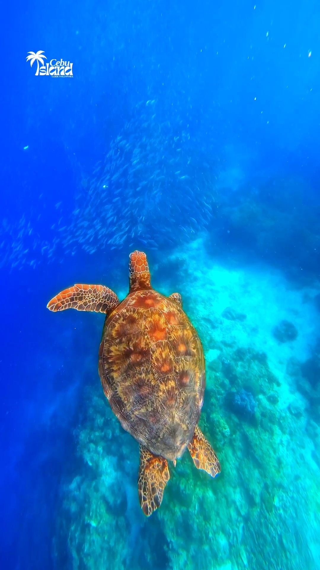 𝐃𝐢𝐯𝐞 𝐈𝐧𝐭𝐨 𝐌𝐨𝐚𝐥𝐛𝐨𝐚𝐥’𝐬 𝐔𝐧𝐝𝐞𝐫𝐰𝐚𝐭𝐞𝐫 𝐖𝐨𝐧𝐝𝐞𝐫𝐬 🌊🐢🐟 Must-try the world-famous ...