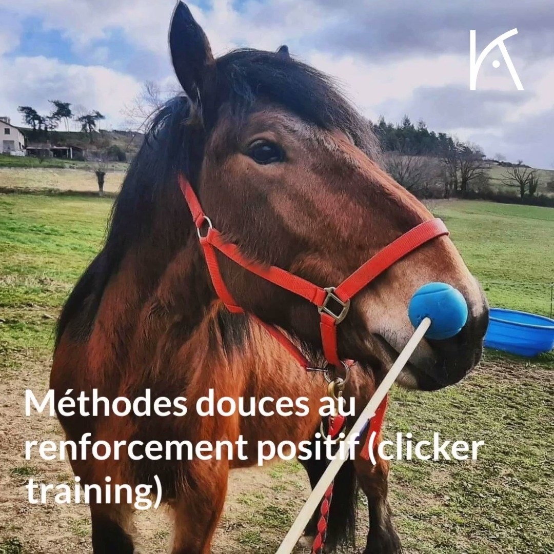 Comment Faire Pousser Les Crins De Son Cheval