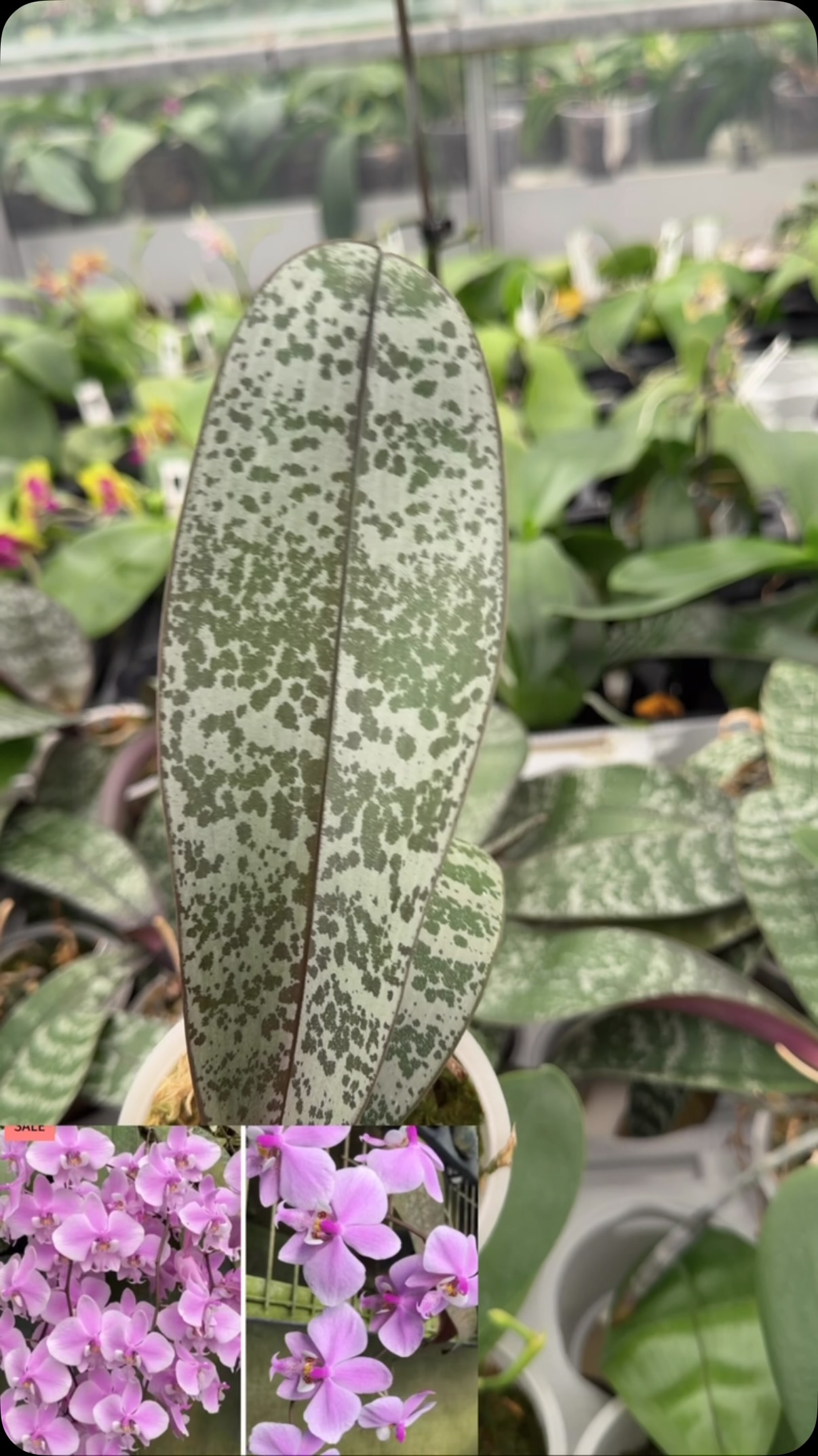 Phal. schilleriana #phalaenopsis #orchid #orchidée #orchidea