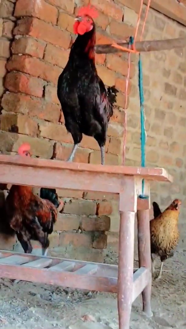 Sheikh Poultry Farm