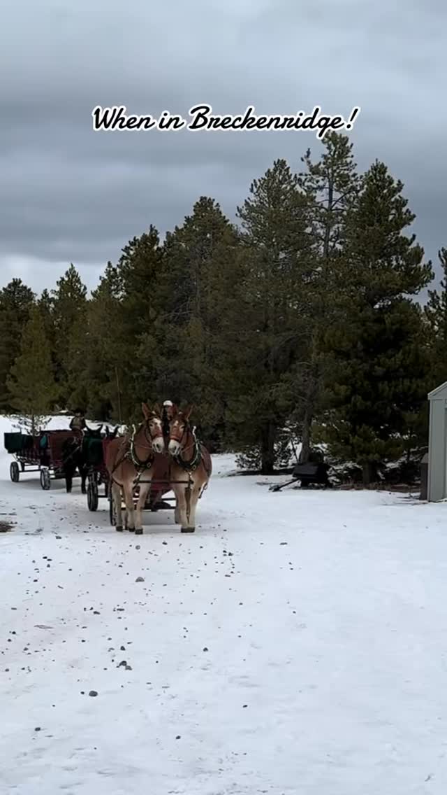 Sleigh Ride in the snow! 📍Frisco, Co #colorado #tamilytime # ...