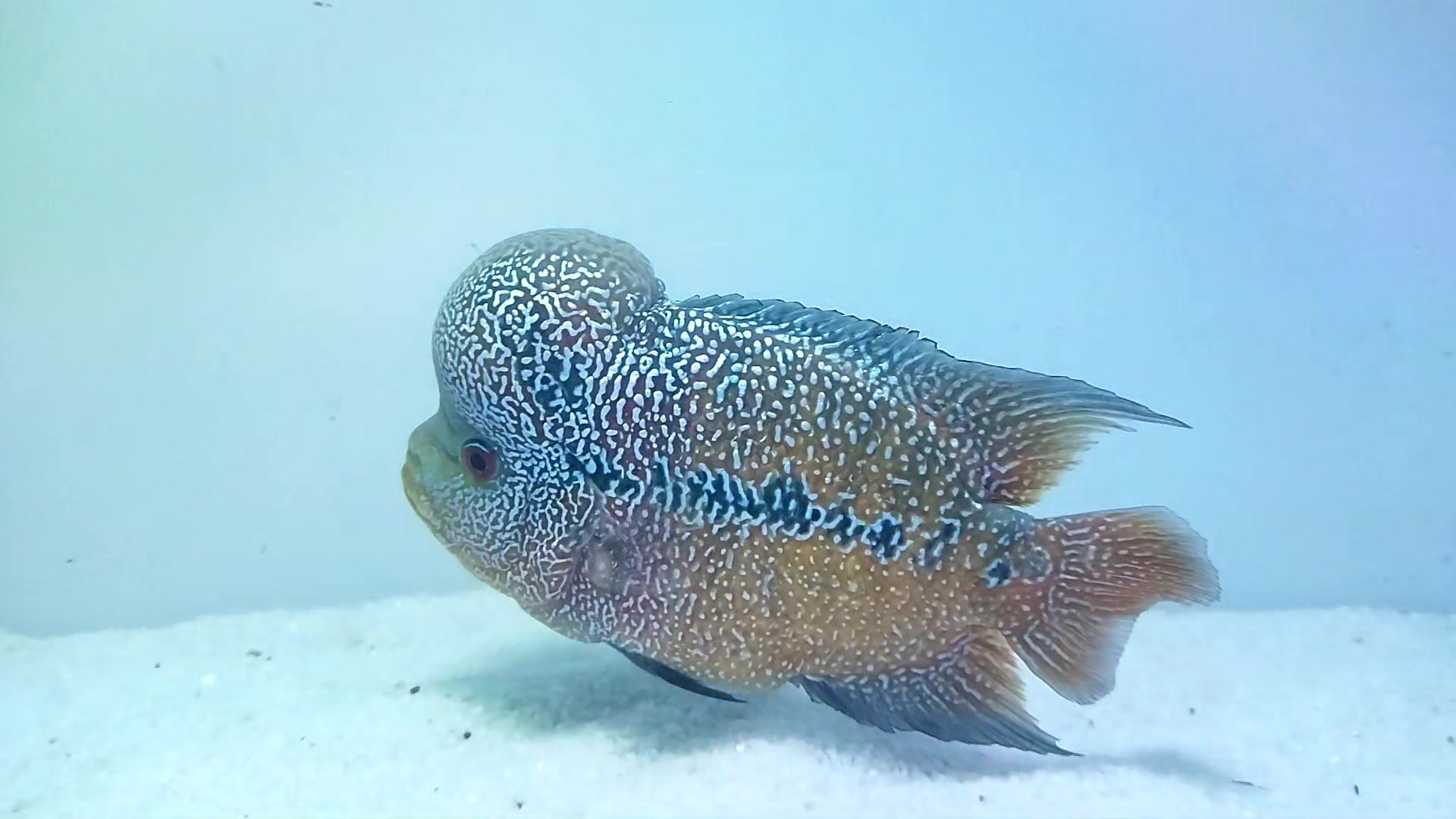 Monster fish keeper