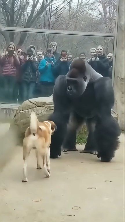 USA Zoo Gorilla vs Dog 😱 | Real Looking Funny Fight! . . . #