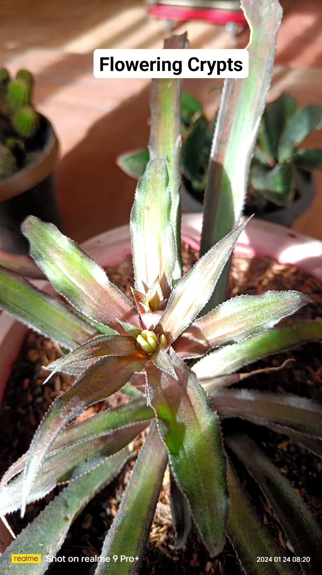 Cryptanthus 'Love Potion # 9' ready to bloom.