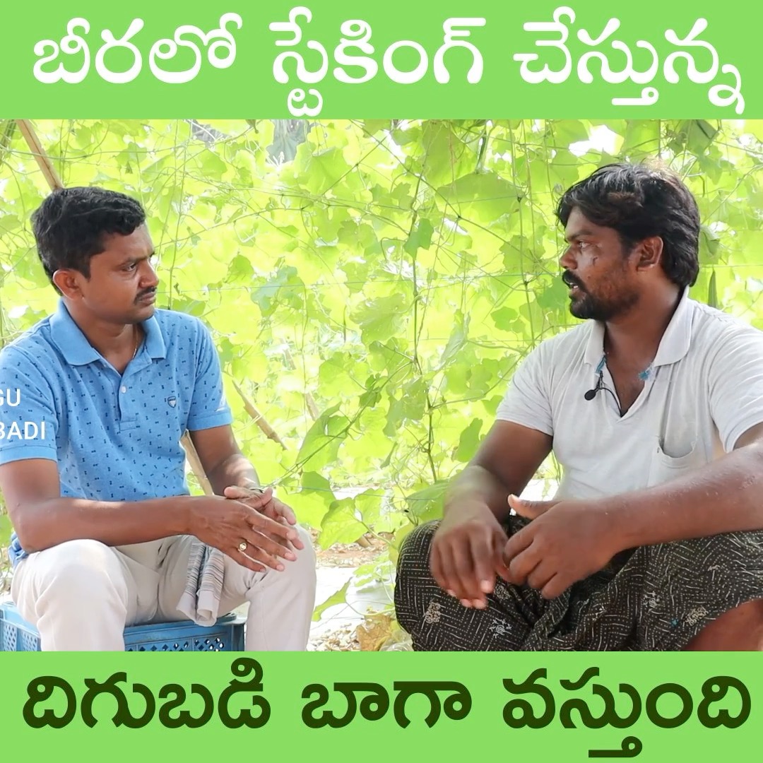 బీరలో స్టేకింగ్ చేస్తున్న దిగుబడి బాగా వస్తుంది #rythubadi #agriculture ...
