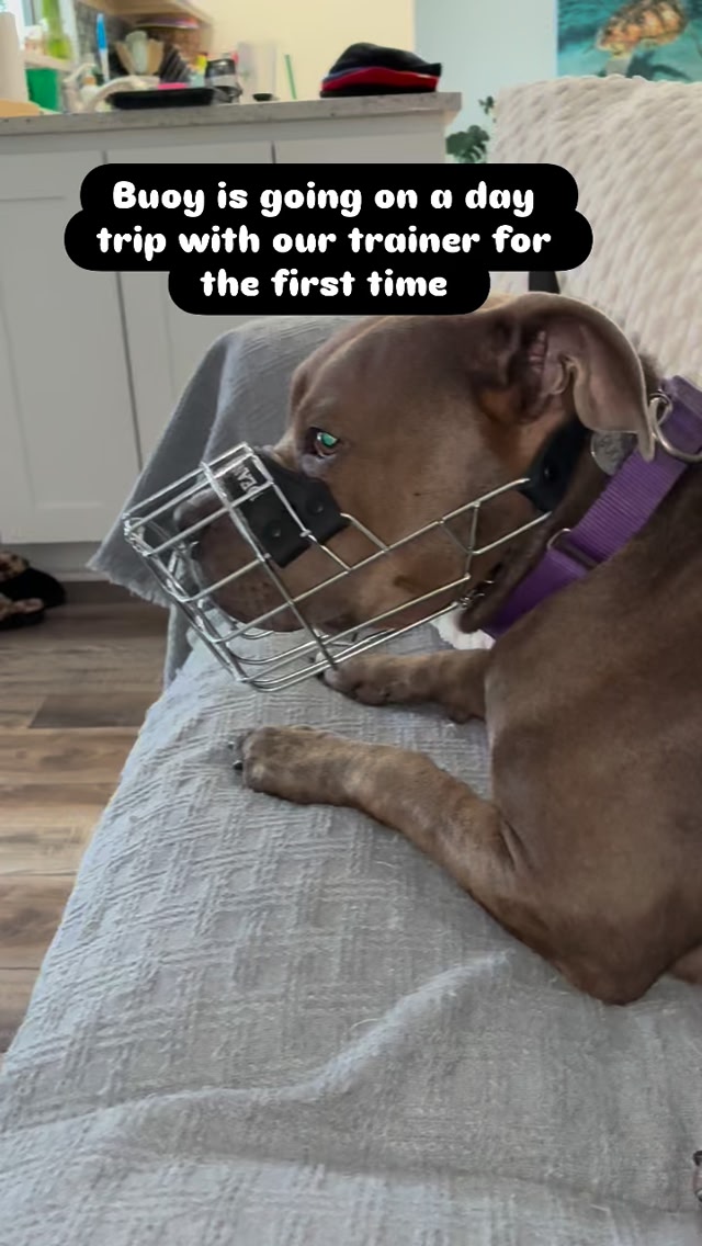 Muzzles Are One Of The Best Tools You Can Use Photo Inspiration