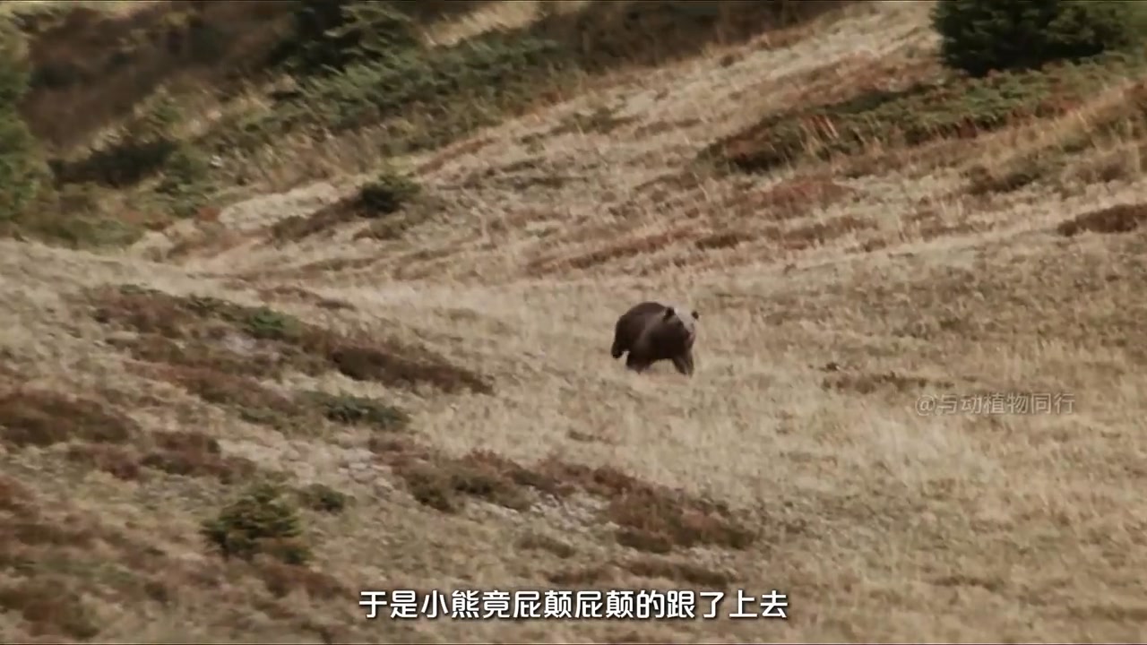 救贖與被救贖，熊族的溫柔從未缺席 第三集 #熊的世界 #棕熊 | 湯翊嘉kc | Facebook