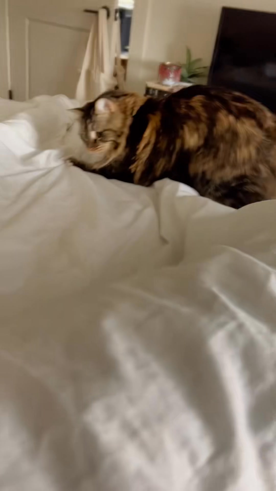 Duvet attack! #catsoftiktok #tiktokcats #fyp #cat #goosin | Jenn and ...