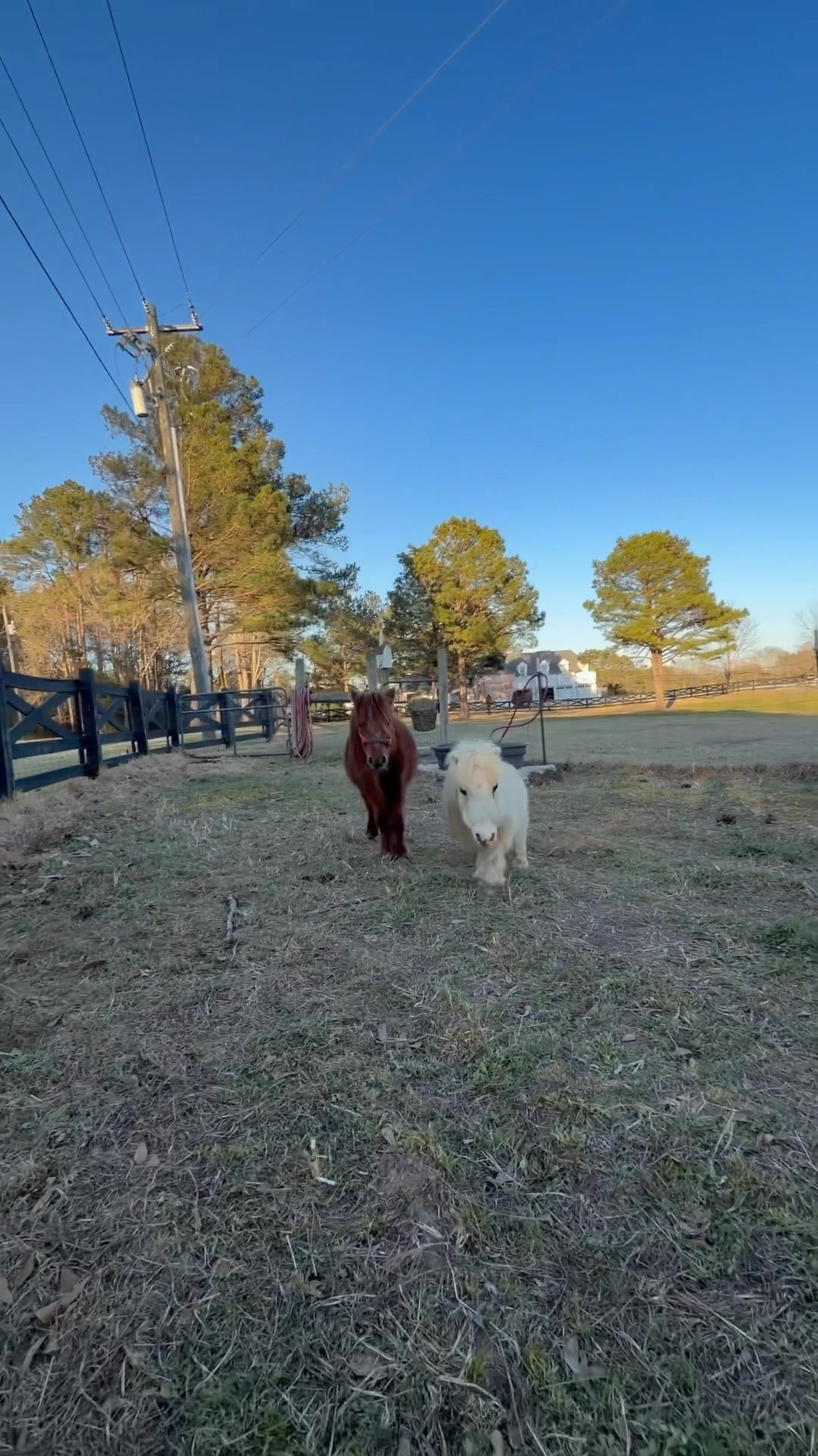 I think it’s safe to say the “low rider” horsies from Rocking R Ranch ...