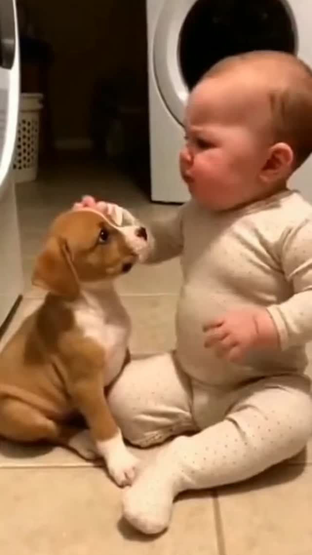Late Night Laundry Room Baby Scolds Puppy #viralvideo #trendingreels # ...