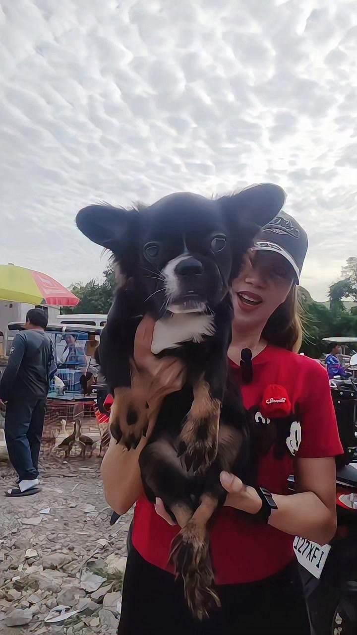 Fluffy French Bulldog meron na sa Bocaue Bulacan Pet market 😲🙀🥳🤩🥰🐕‍🦺 ...