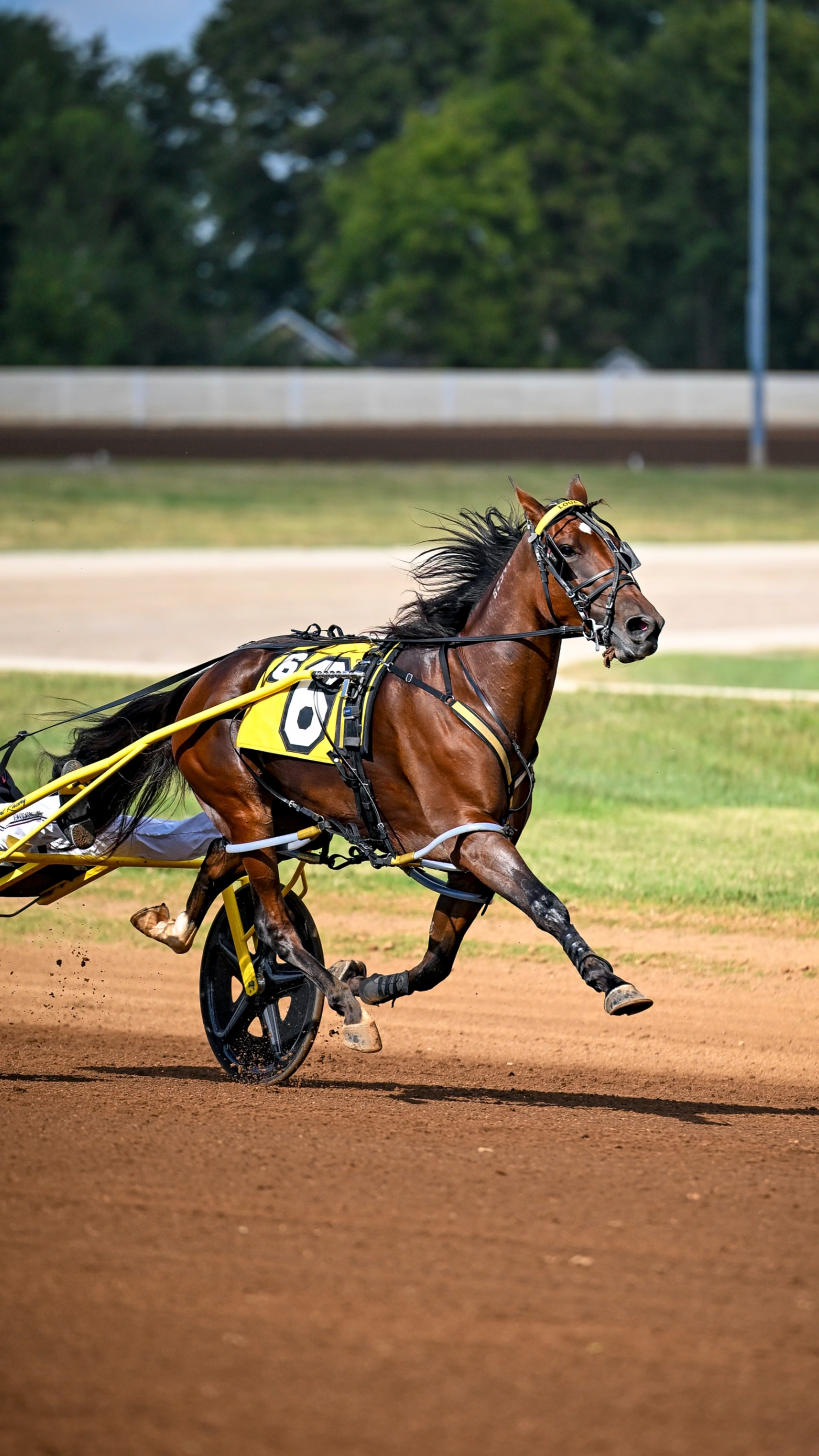 World record holder and Breeders Crown Champion, LOUA DIPA and RONNIE ...