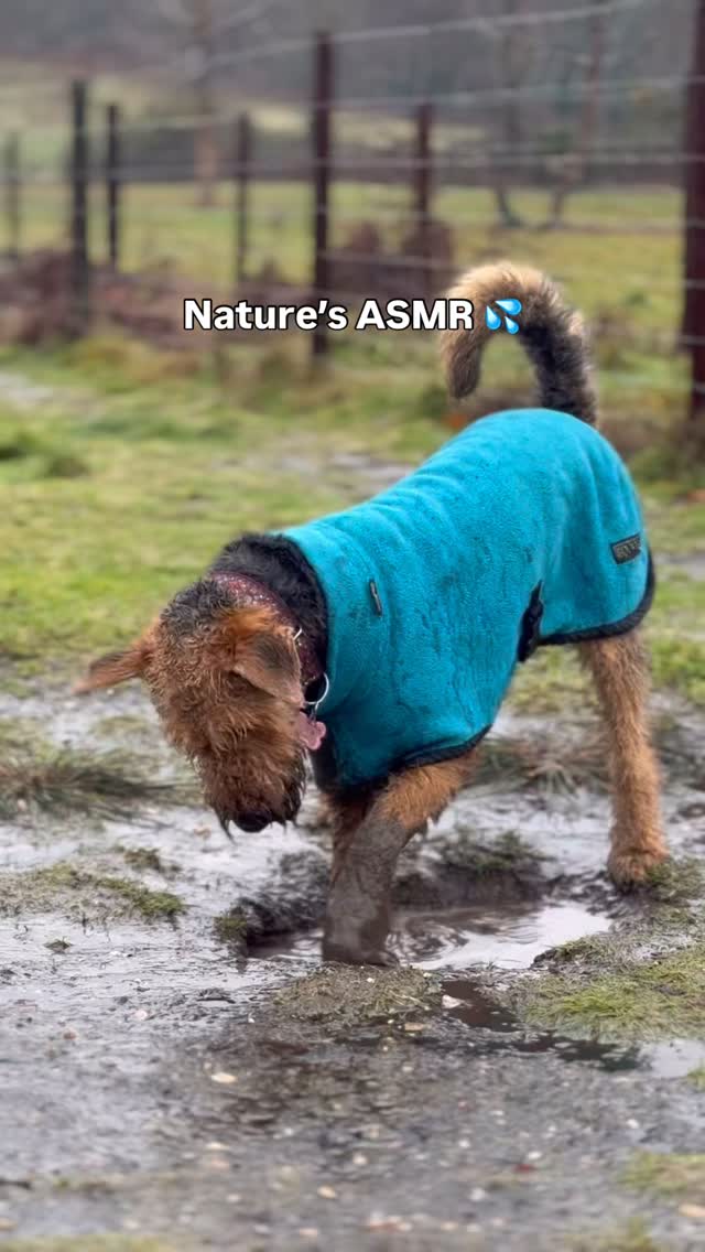 Turn your sound on 🎧🧡 #amsr #dog #explore #viral | GeoPaws Adventures ...