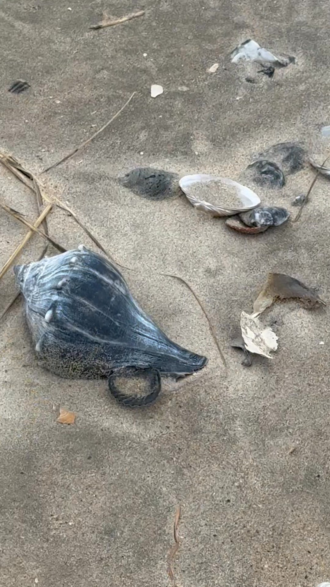 Whelk shells were hard to find today! Just kidding. They were ...