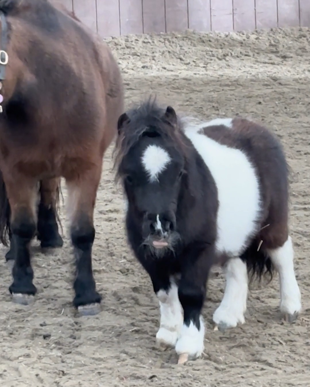 Our mini baby horse is finally coming around to the idea that
