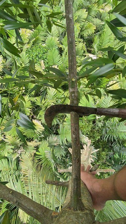 pruning the damar tree that provides shade for the salak tree #pruner # ...
