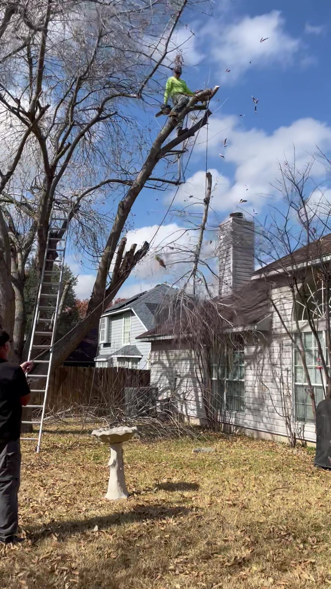 JJ Tree Service | San Antonio TX