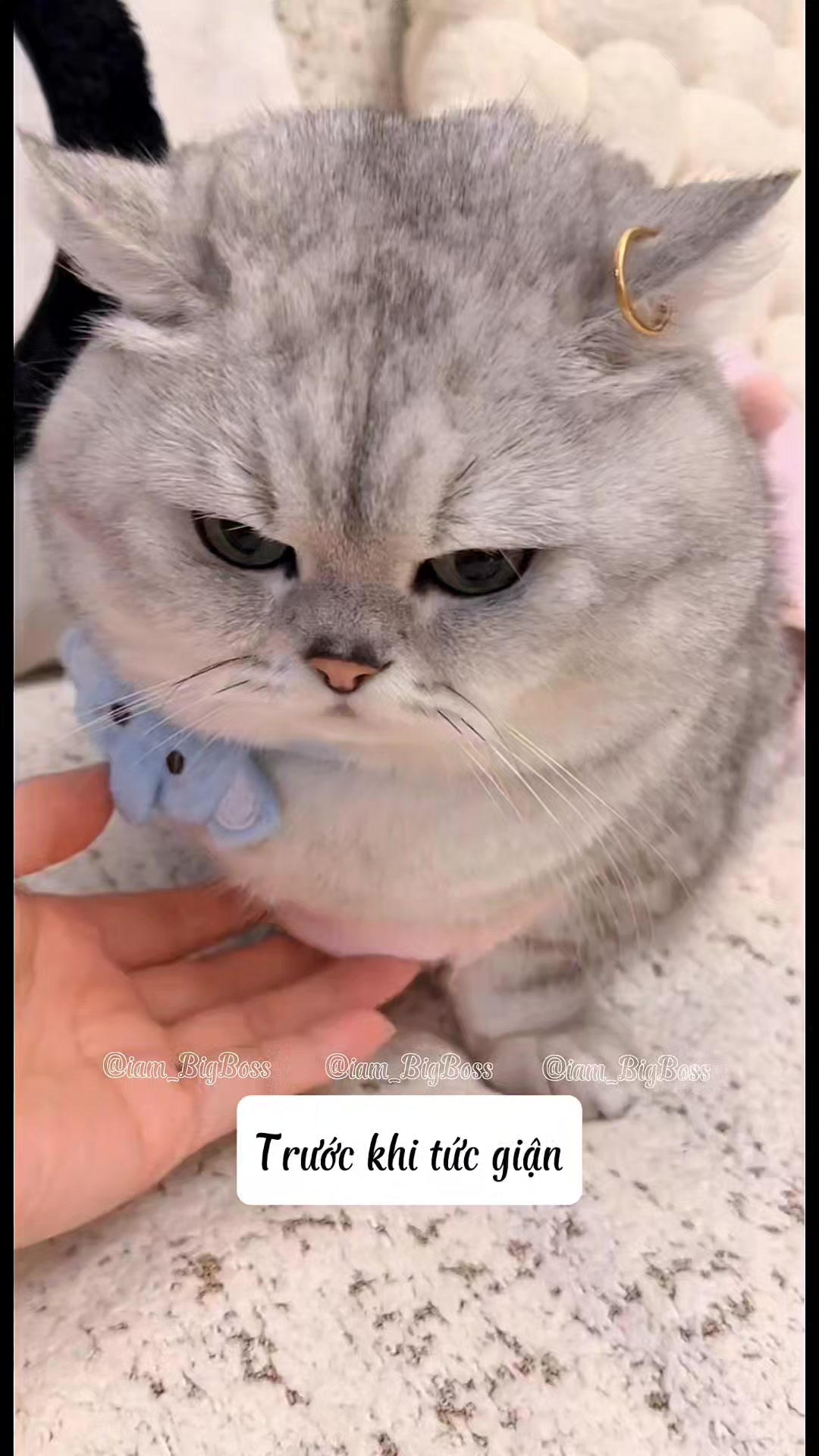 Vậy là rất tức giận rồi. #mèo #meow #mèocon #đángyêu #dễthương # ...