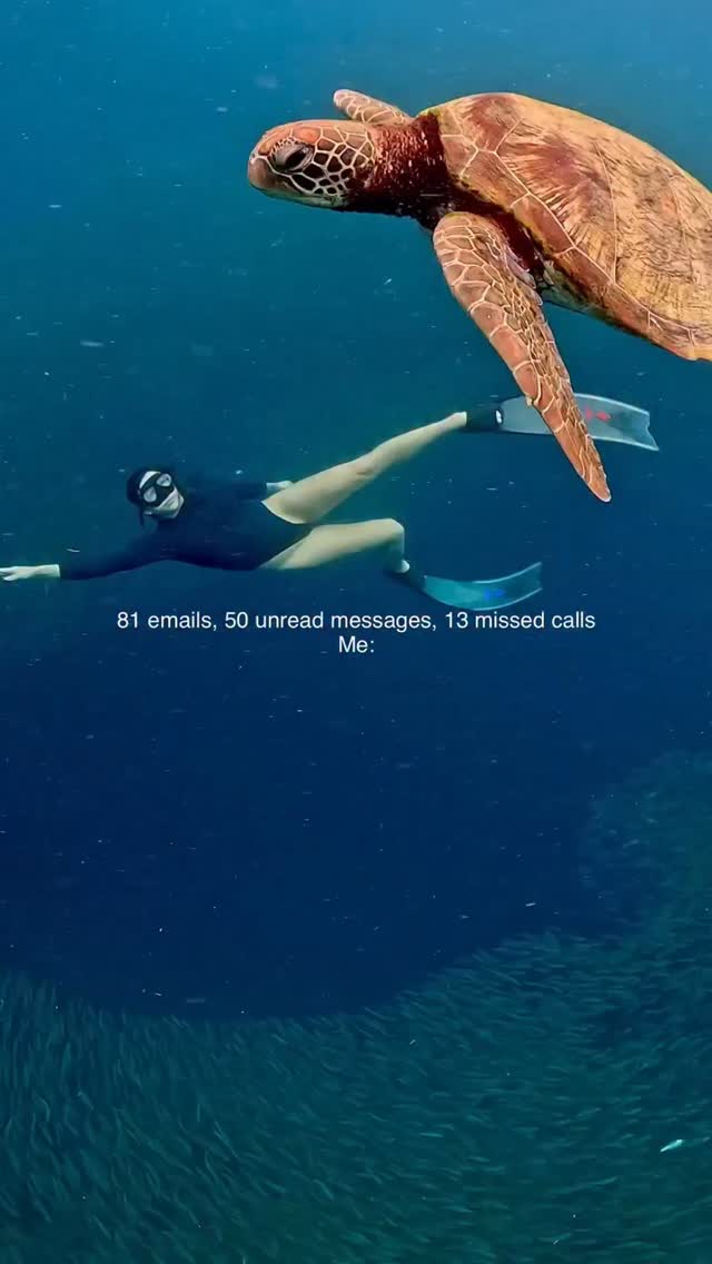 Do not disturb, I'm diving Who can relate? 😂👇 🎥 @jedinasworld | PADI ...