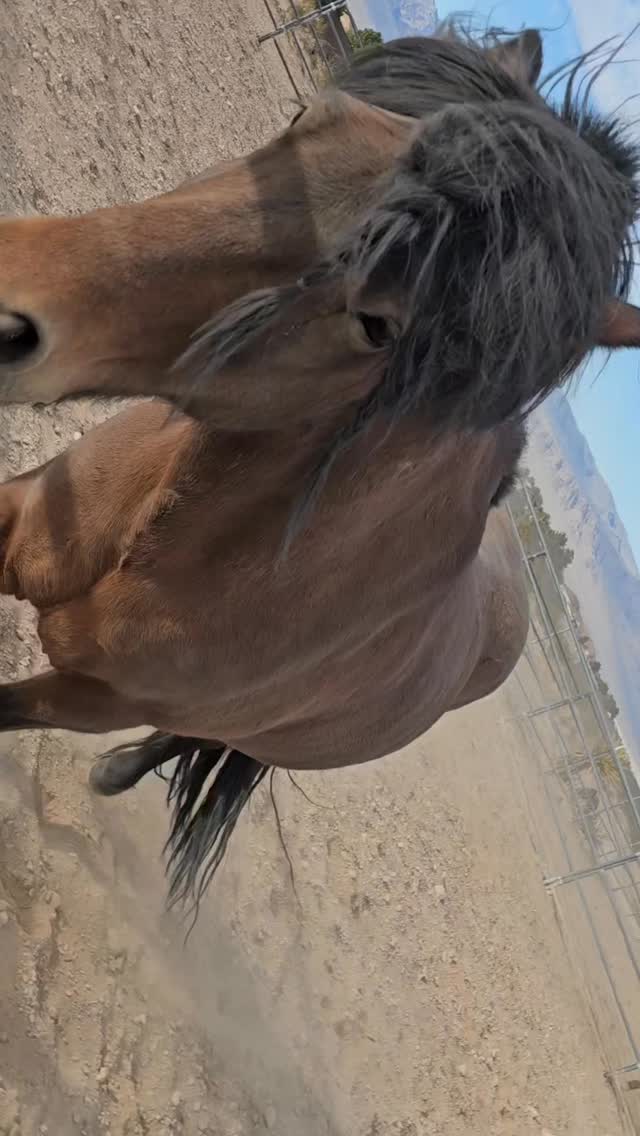 What cha doin? #dirtywork #kylecanyonranch # #ranchlife #horses | Kyle ...