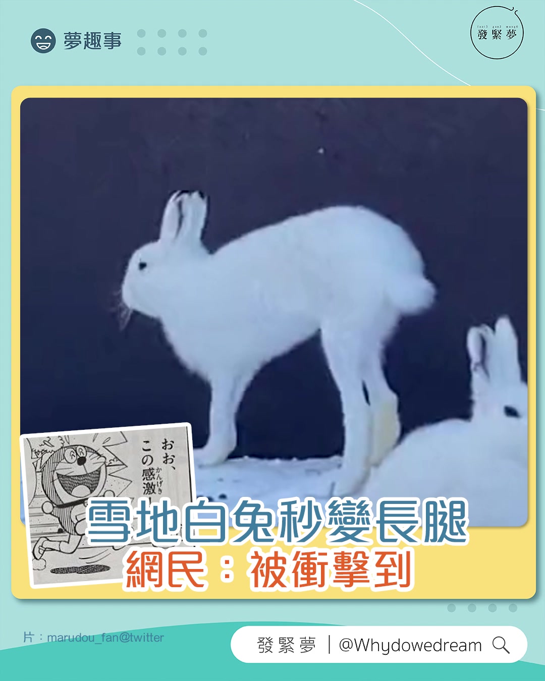 原來兔兔係可以咁長腿🫢！日本札幌市圓山動物園分享了一段雪兔影片🐰，顛覆大家對白兔嘅印象😲，蝦夷雪兔唔單止有大長腿，跑起來更最高時速可達80公里 ...