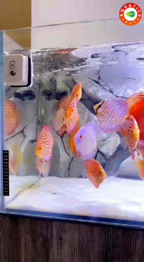 𝐘𝐨𝐮𝐫 𝐟𝐢𝐬𝐡 𝐝𝐞𝐬𝐞𝐫𝐯𝐞 𝐜𝐫𝐲𝐬𝐭𝐚𝐥-𝐜𝐥𝐞𝐚𝐫 𝐜𝐨𝐦𝐟𝐨𝐫𝐭! Tired of murky water and dull ...