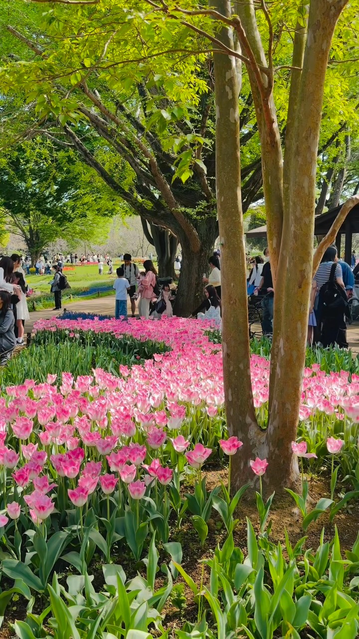 Tachikawa Showa Kinen Park is absolutely stunning | Chp Phan