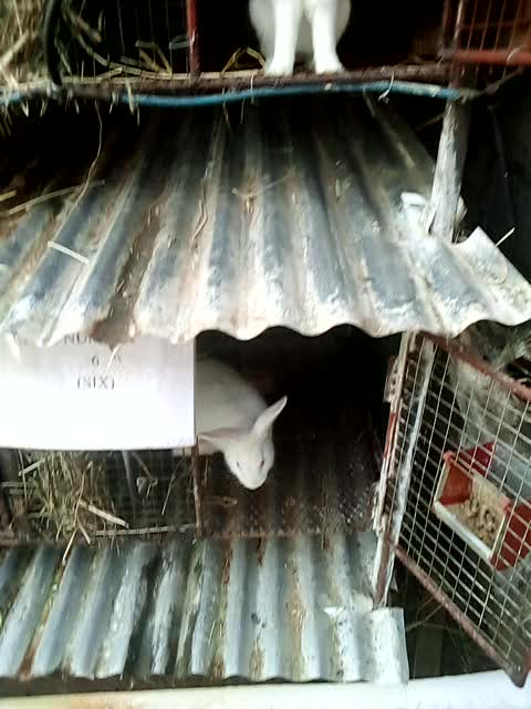 Musenge Rabbit Farms - Home
