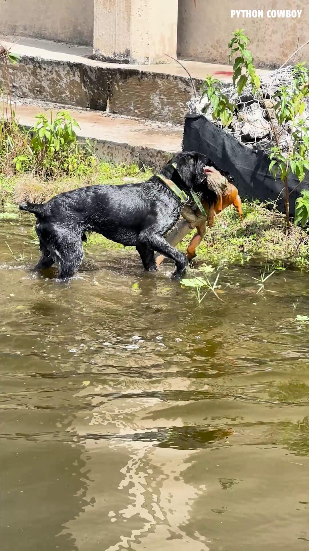 These pups come from dogs that don’t quit. Otto and Rogue aren’t just ...