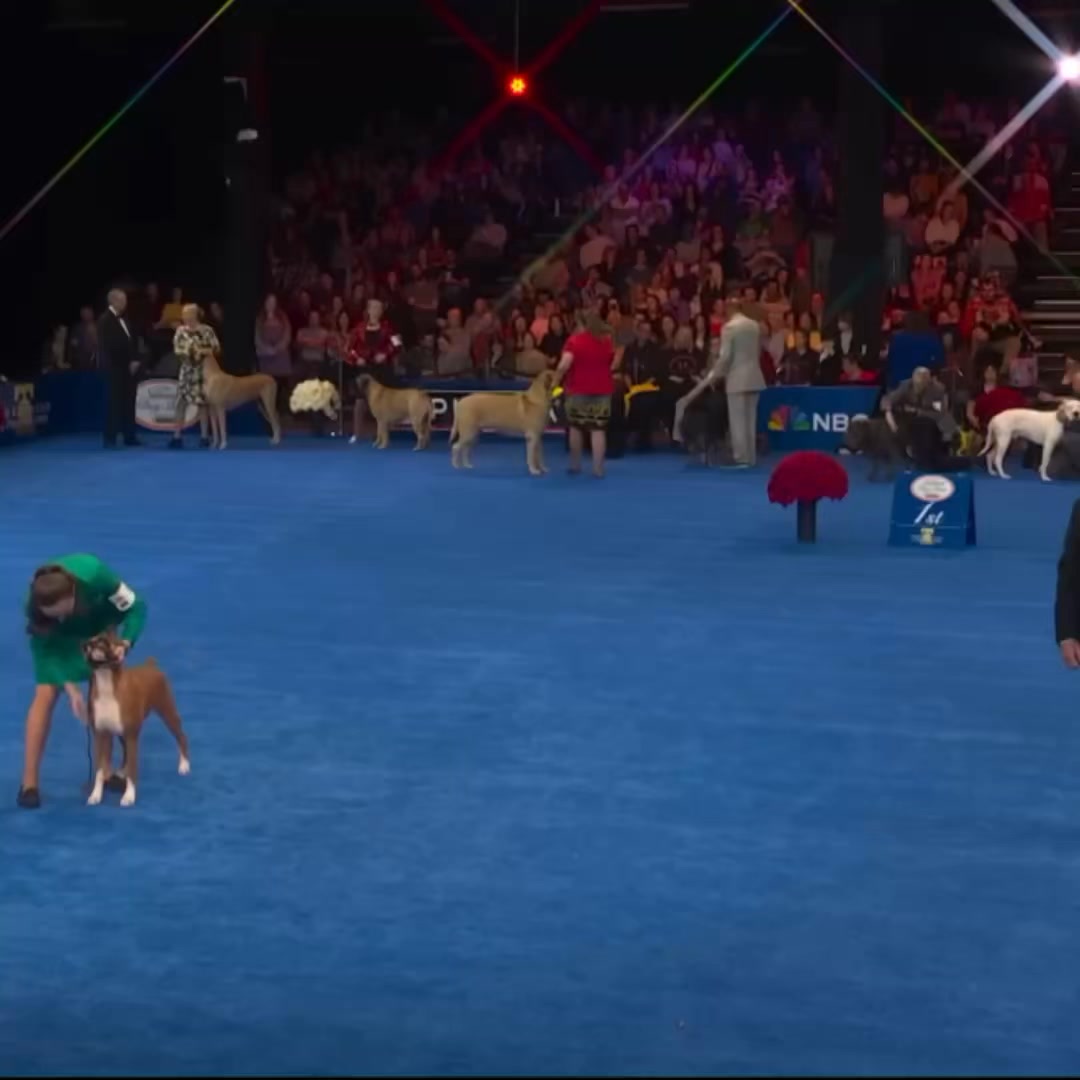 Beautiful boxer dog in show #boxerdog | 7Dogs | Facebook